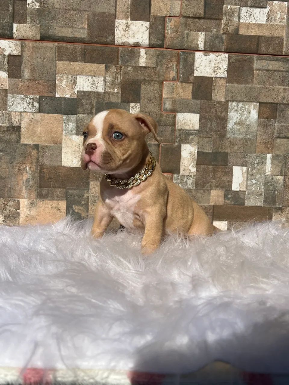 American bully Macho - Foto 2