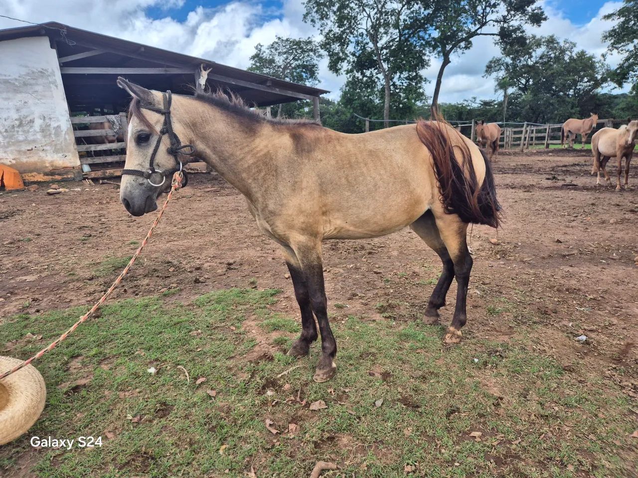 Cavalos e Éguas  Para Crianças - Foto 5