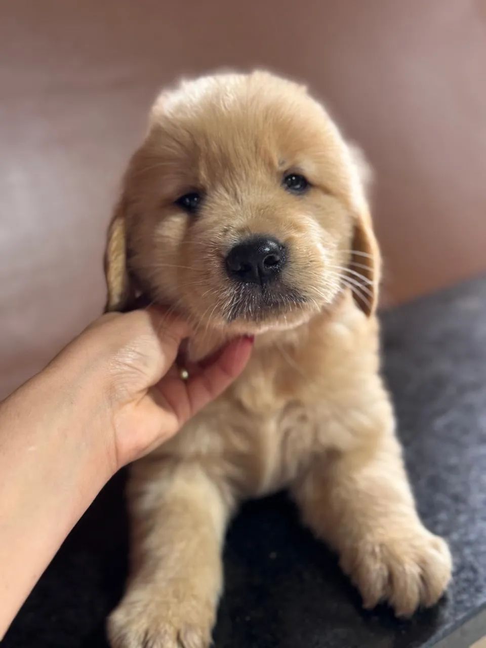 Golden - Foto 5