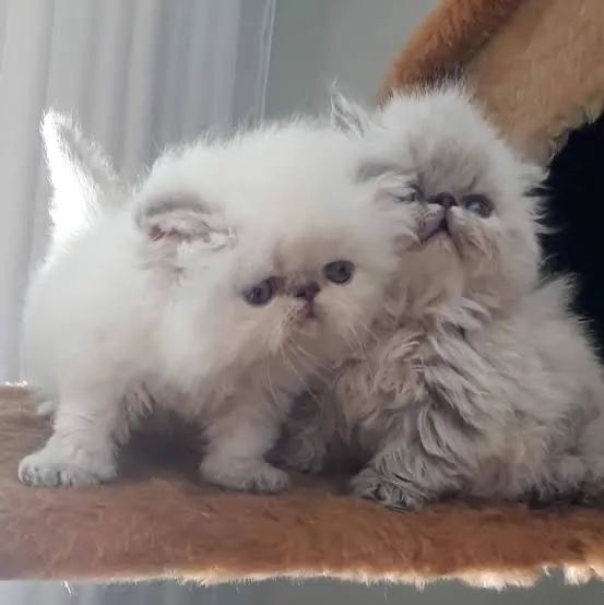 Persa Lindas Cores e Suporte pós venda  - Foto 2