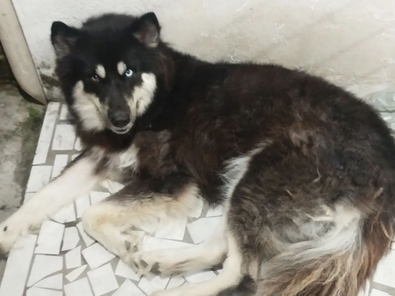 Cachorra
