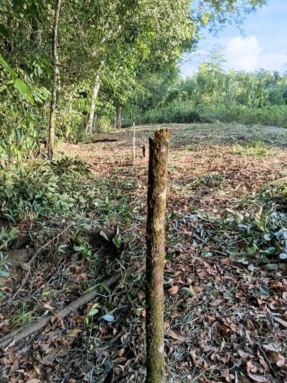 Terreno 3.000m² às margem do Rio Matapi - Foto 2