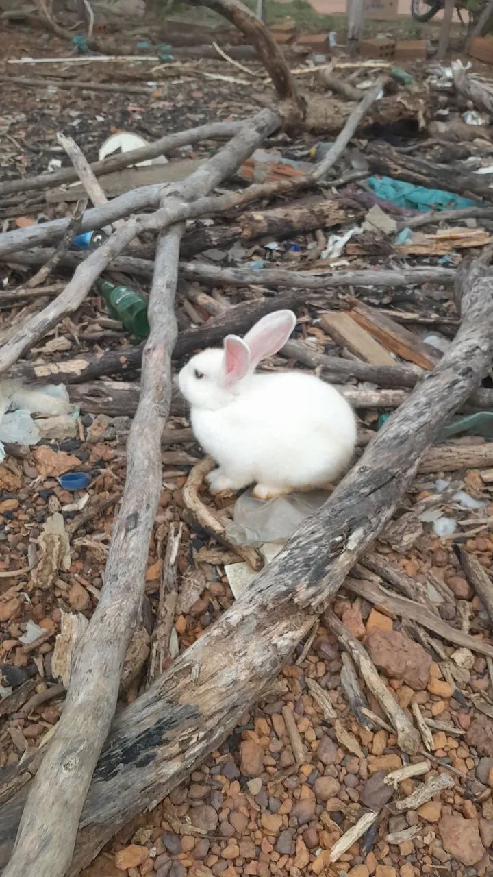 Coelhos disponível 60 reais cada  - Foto 2