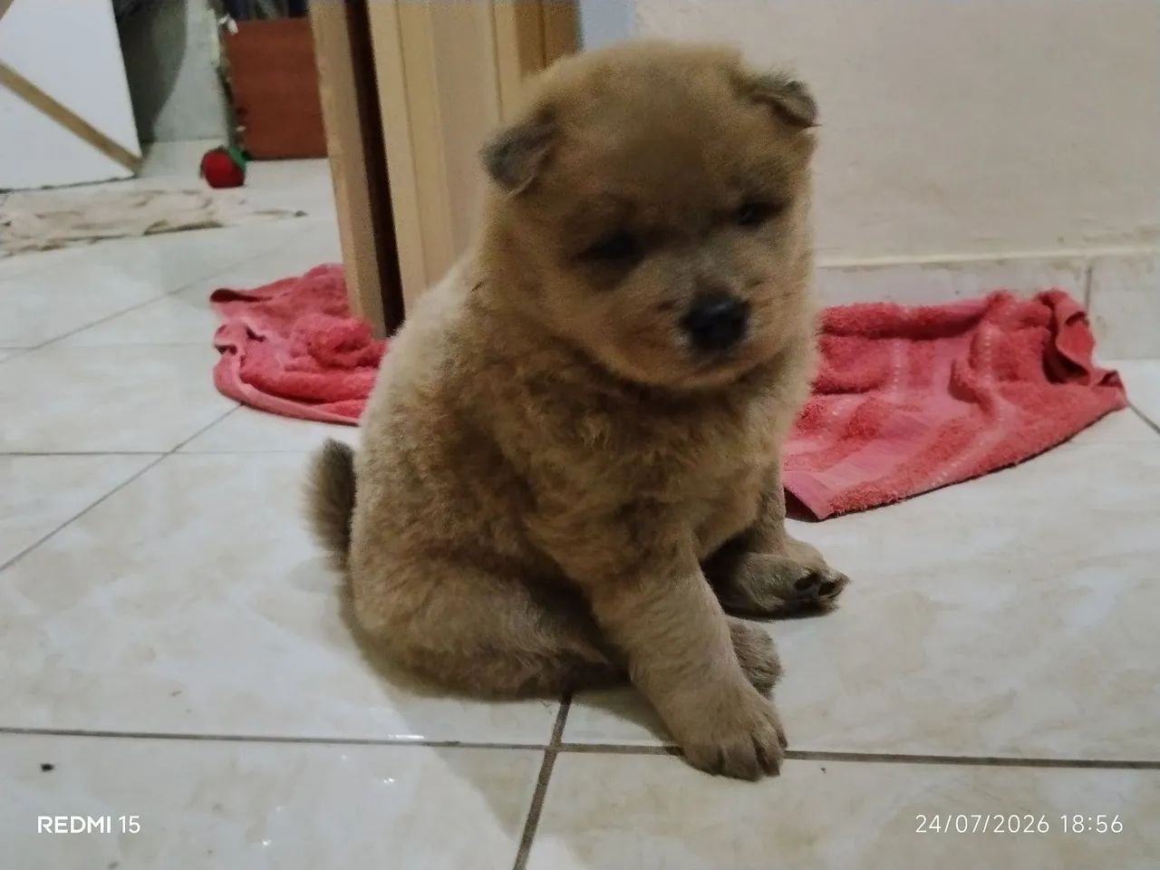Chow chow  - Foto 2
