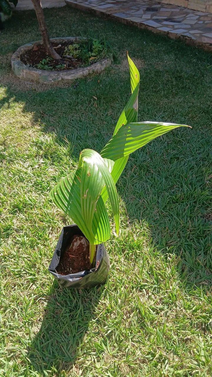 Coqueiros - Foto 2