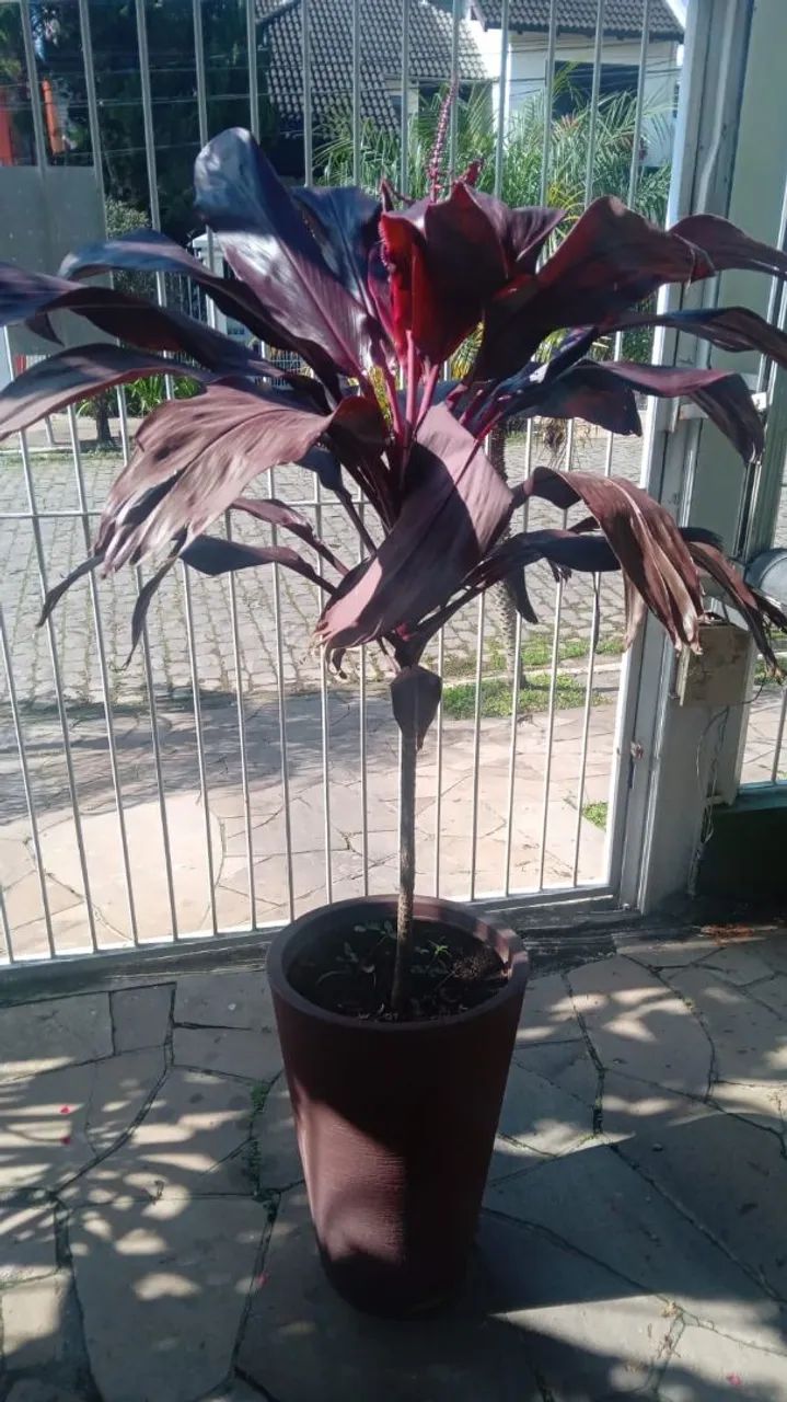 Cordyline Rubra com vaso