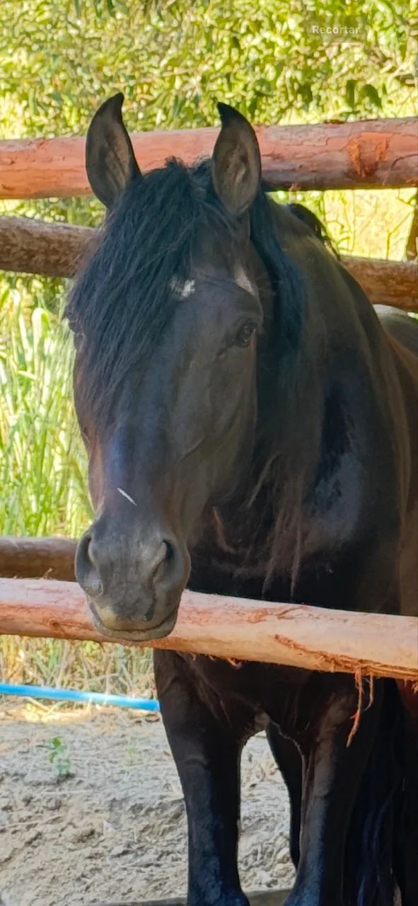 Cavalo - Foto 4