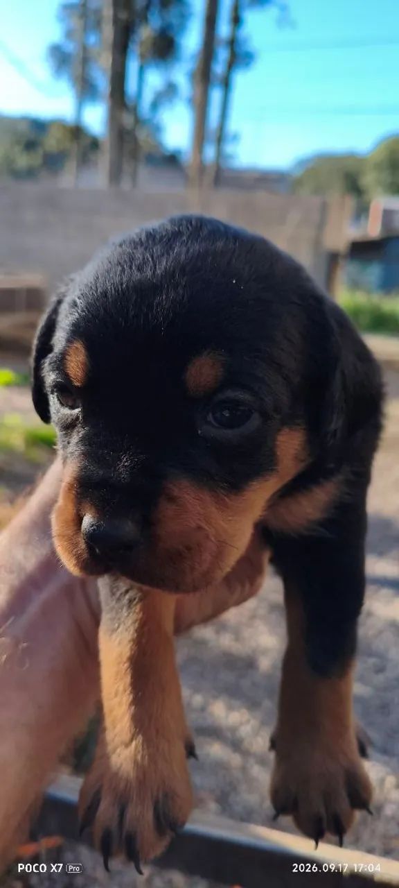 Cachorros - Foto 3
