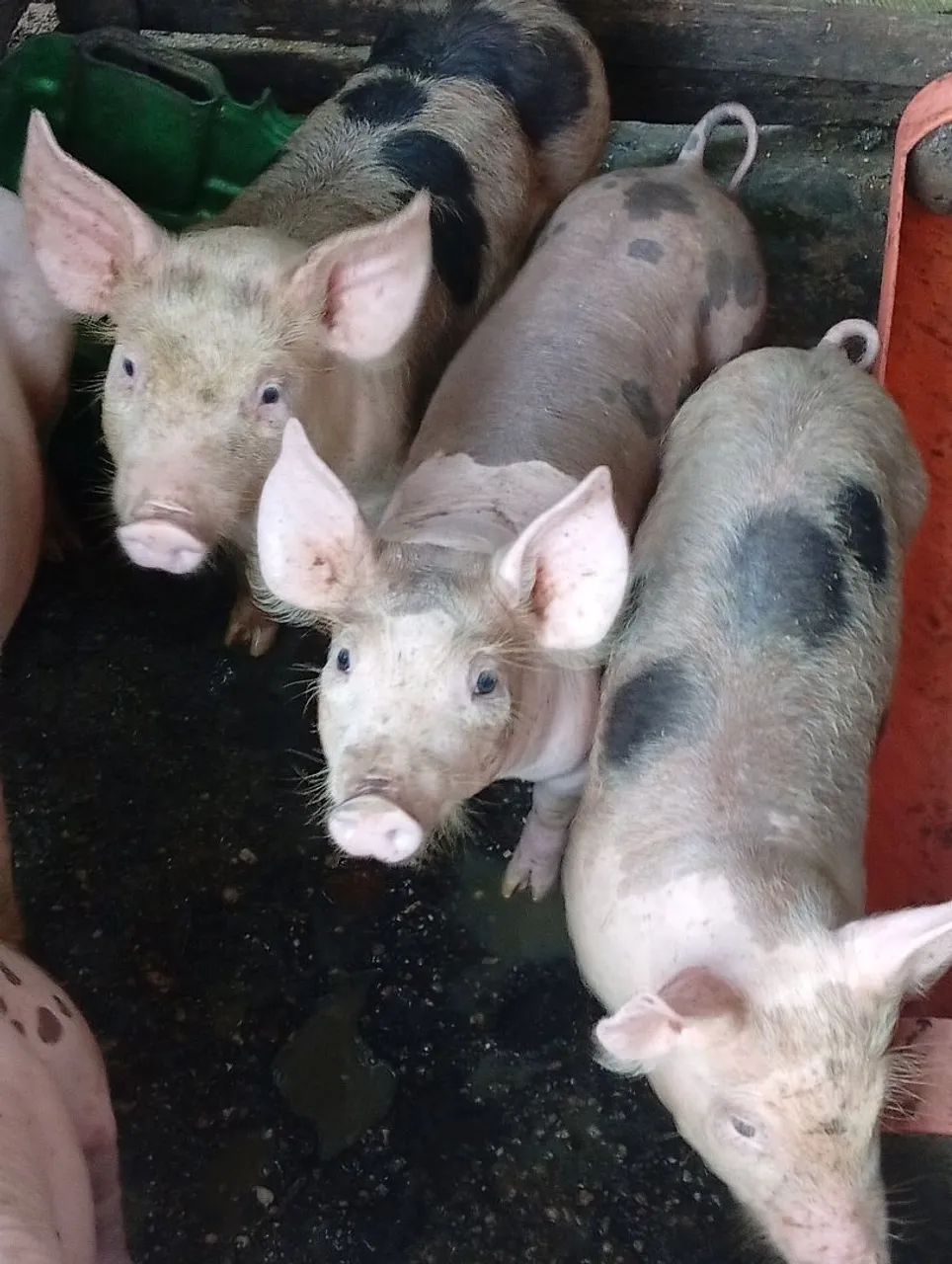 Bacurinho porco  - Foto 4