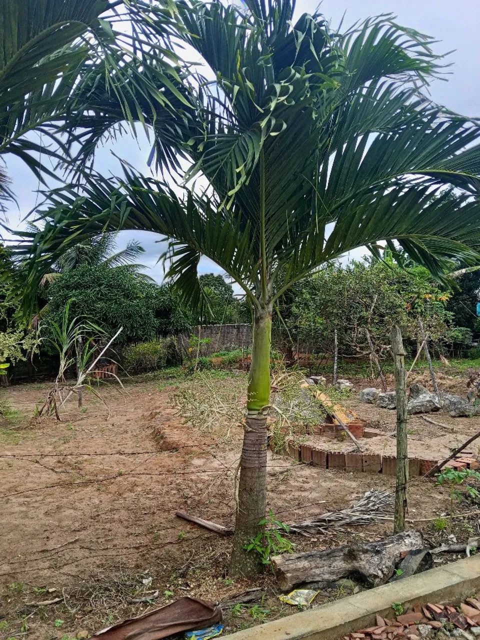 Jardinagem  - Foto 2