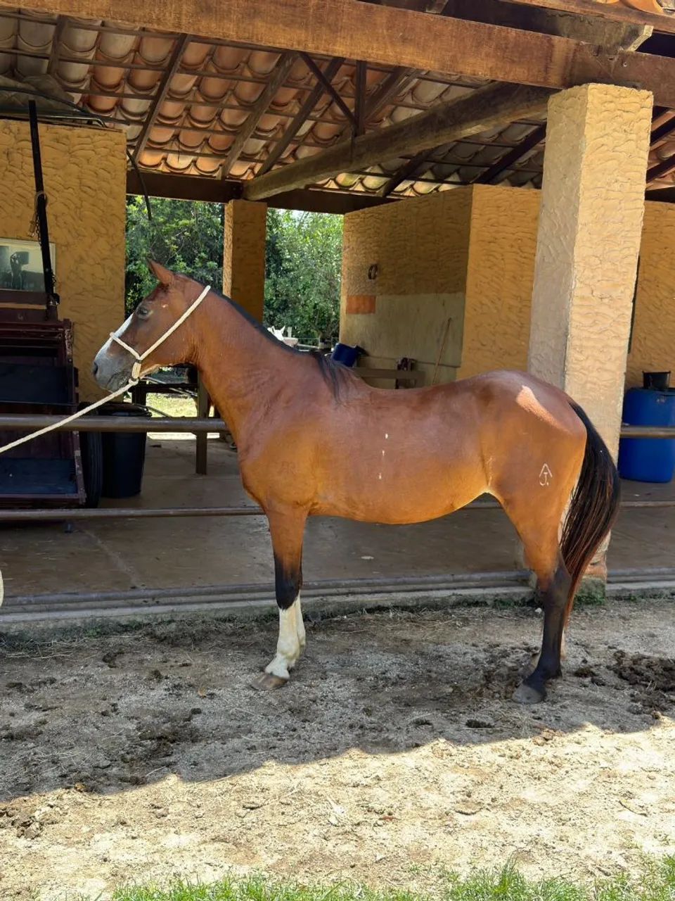 Vendo égua de marcha picada comum