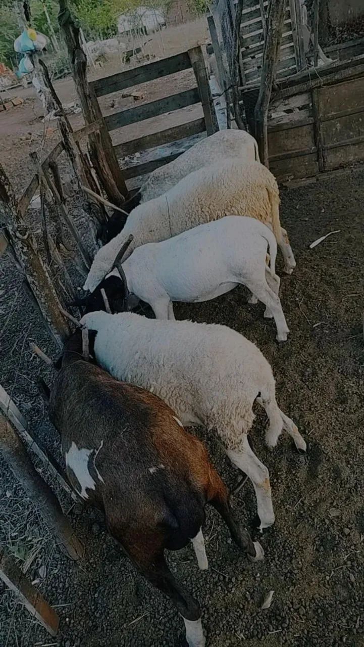 Ovelhas - Foto 3