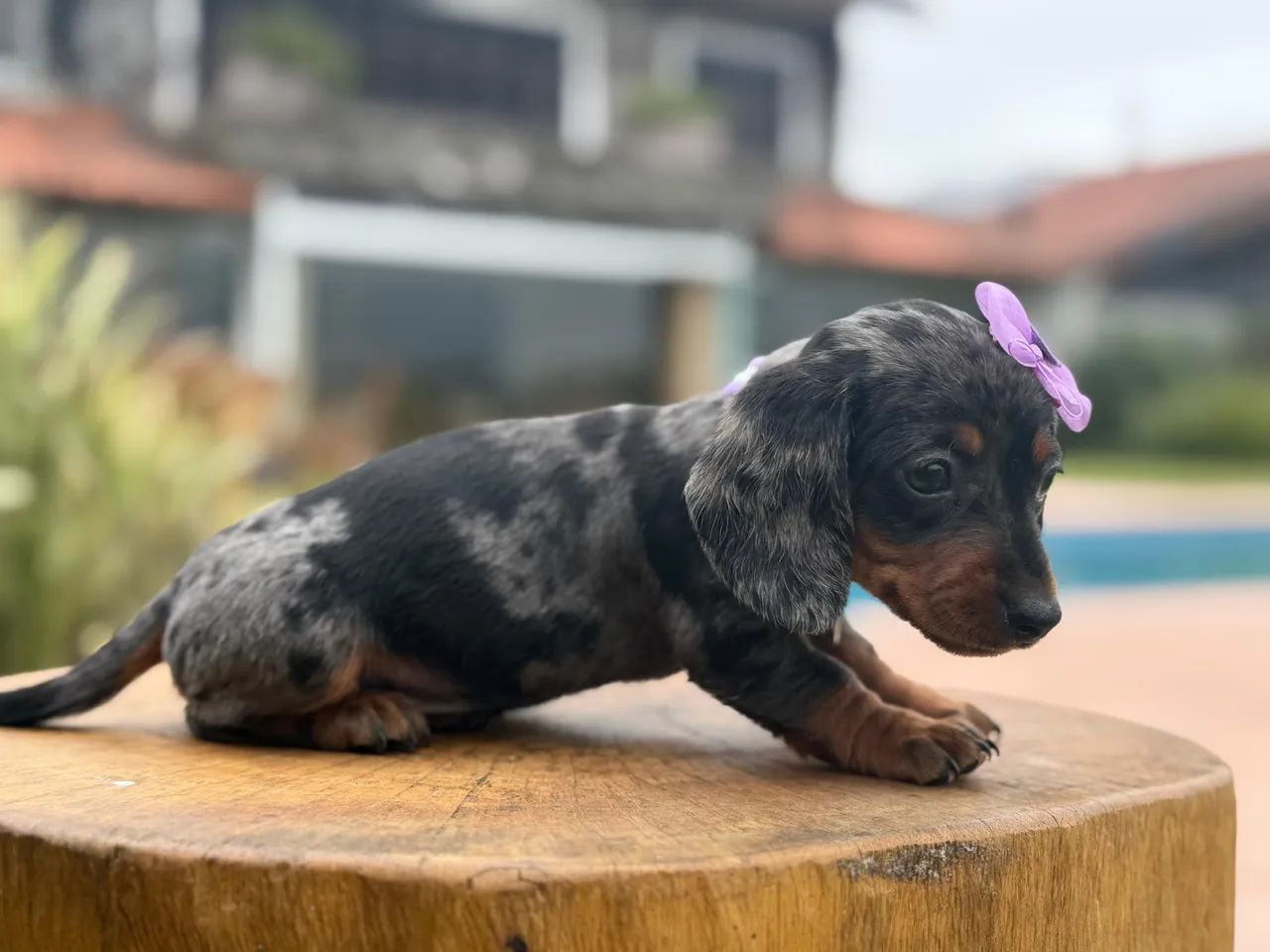Linguicinha Dachshund  - Foto 4