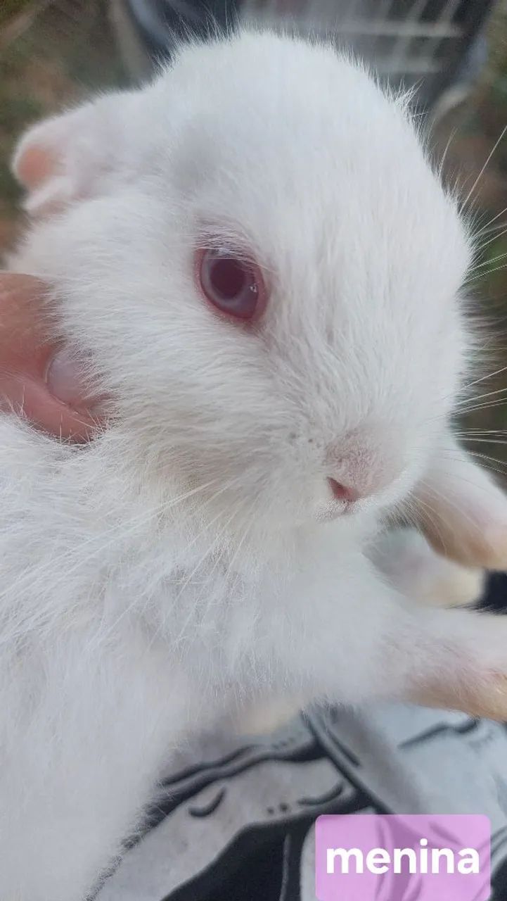 De olhos vermelhos e pêlo branquinho dou mil cambalhotas eu sou o coelhinho  - Foto 2