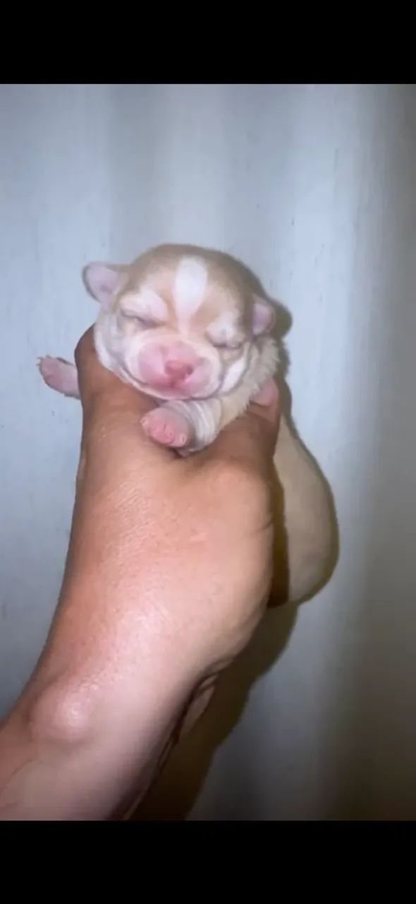 Chihuahuas  - Foto 2