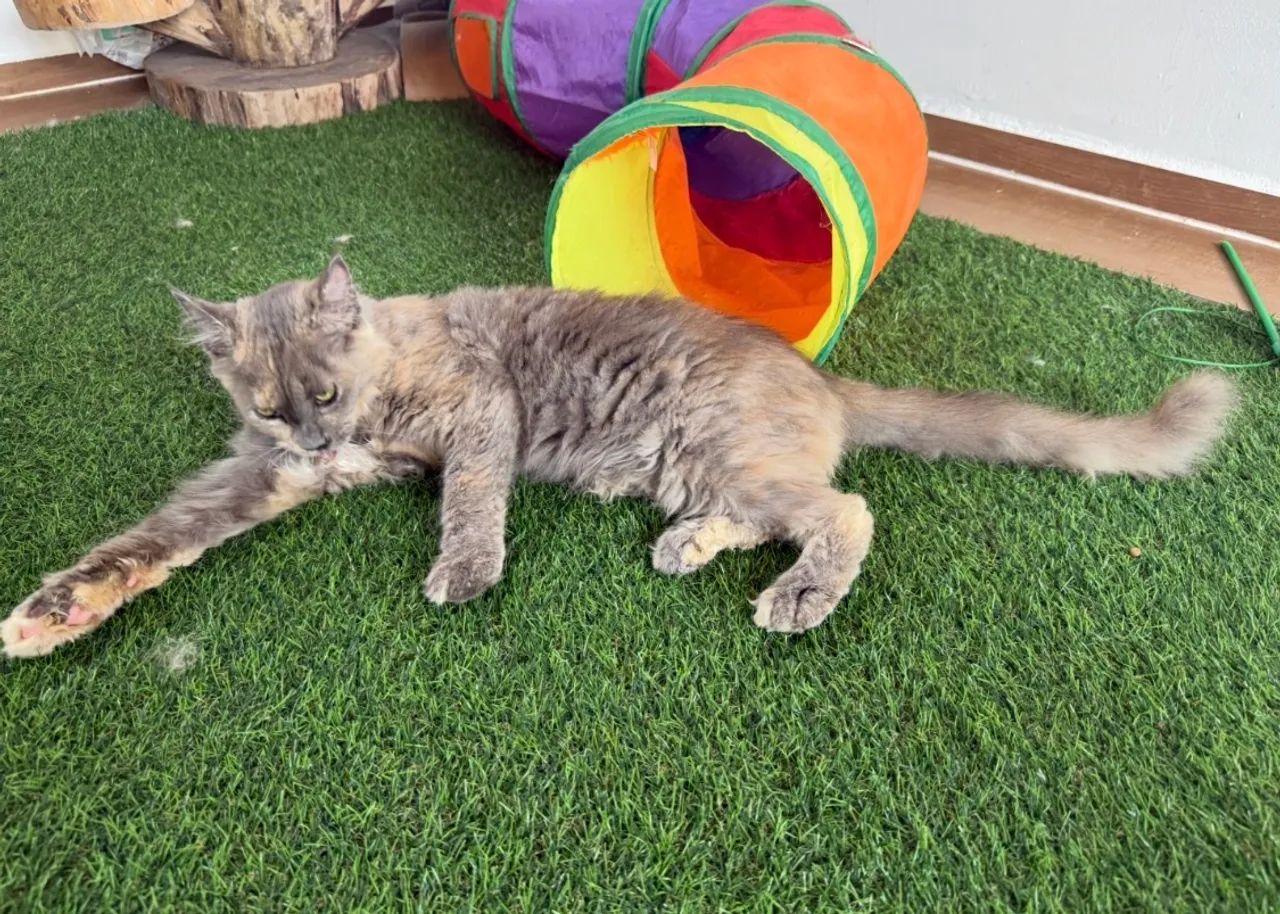 Maine Coon Fêmea com Pedigree  - Foto 4