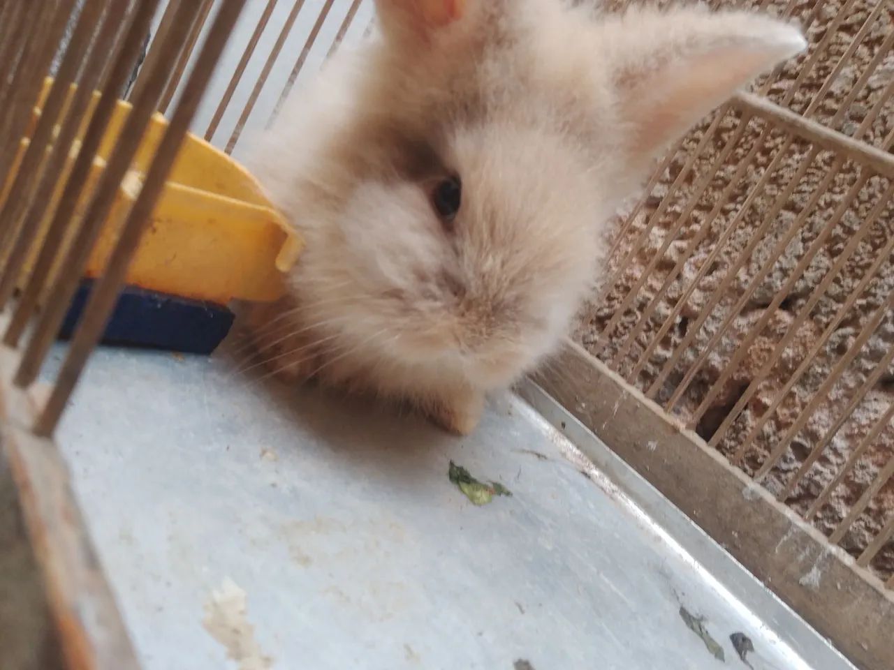 Coelho  - Foto 4