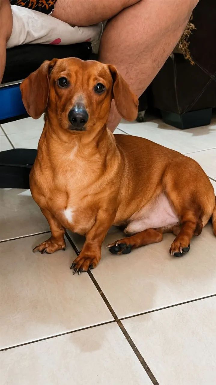 Basset pra cobertura - Foto 2