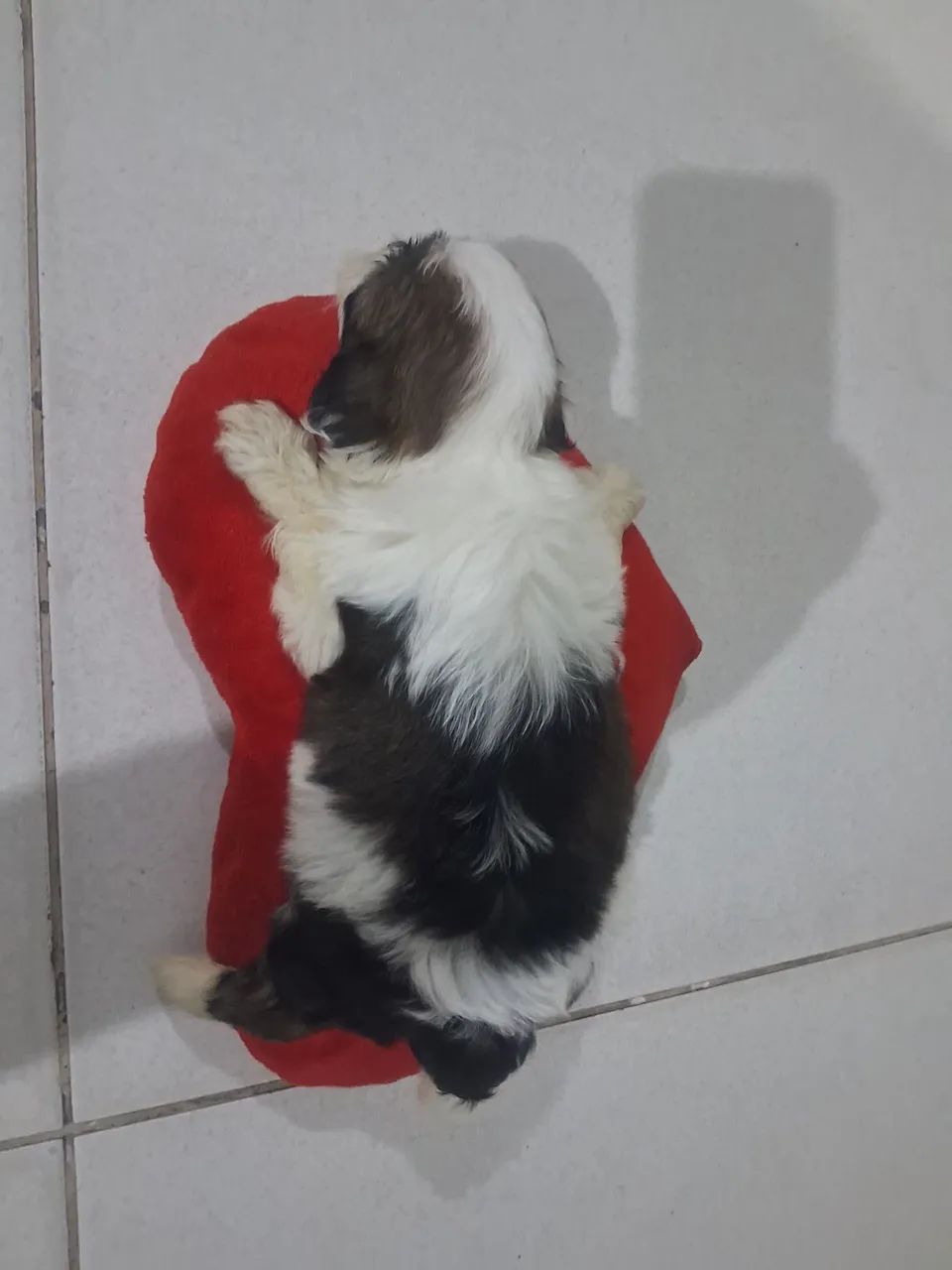 Cachorro ?  - Foto 5