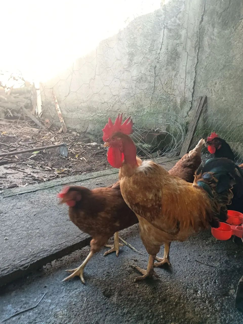 Galos 