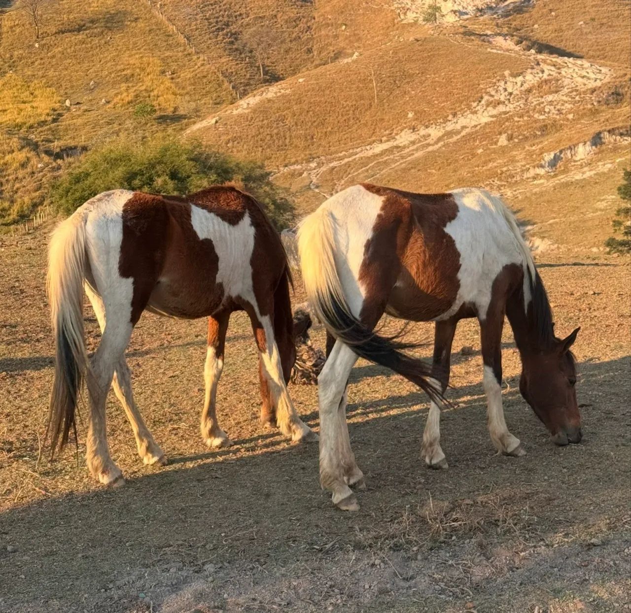 Vendo cavalos  - Foto 5