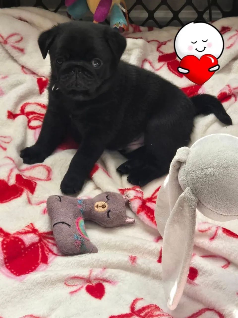 Pug micro - Foto 3