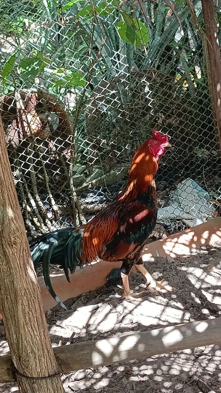 Galo de raça  - Foto 3