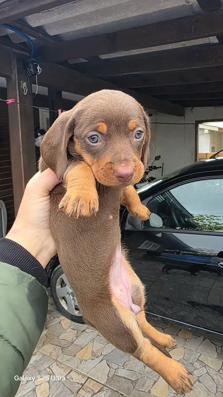 Filhotes dachshund (linguicinha) - Chocolate  - Foto 3