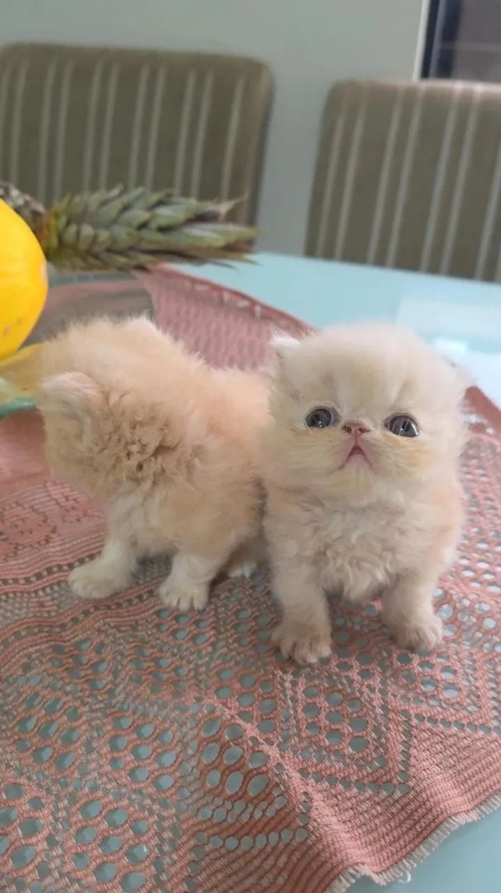 GATO PERSA