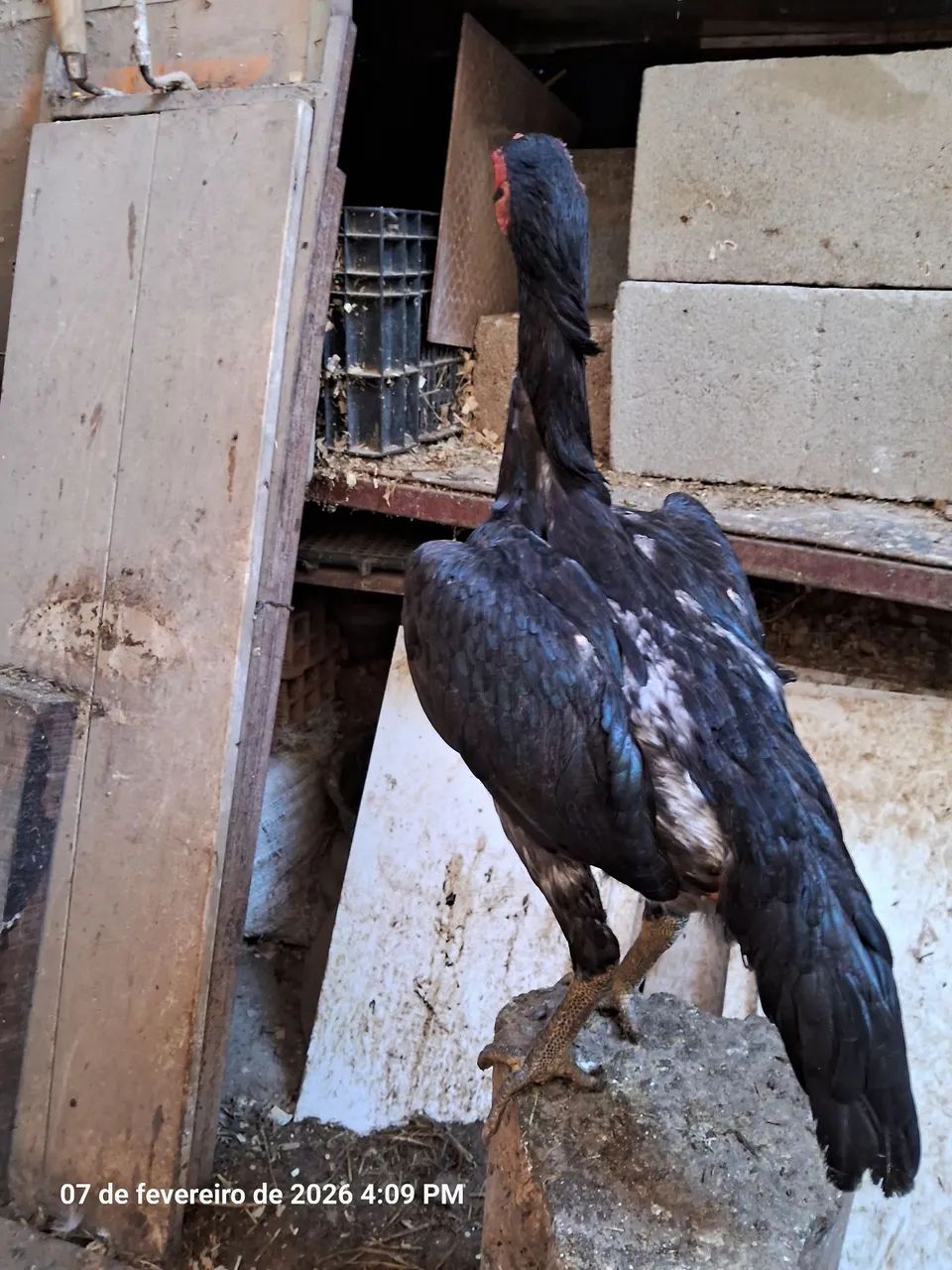 FRANGA ASSEL BICO CURTO  - Foto 4