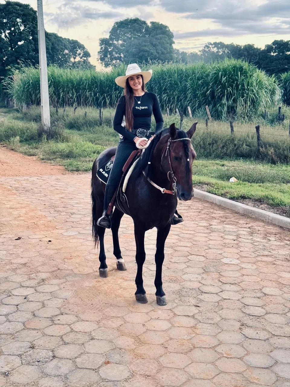 Vendo cavalo mangalarga dos mais lindos !!! - Foto 3