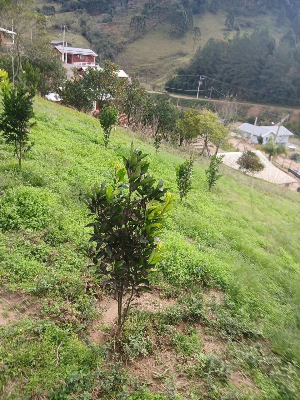 Vendo área Alfredo Wagner 500m² - Foto 2