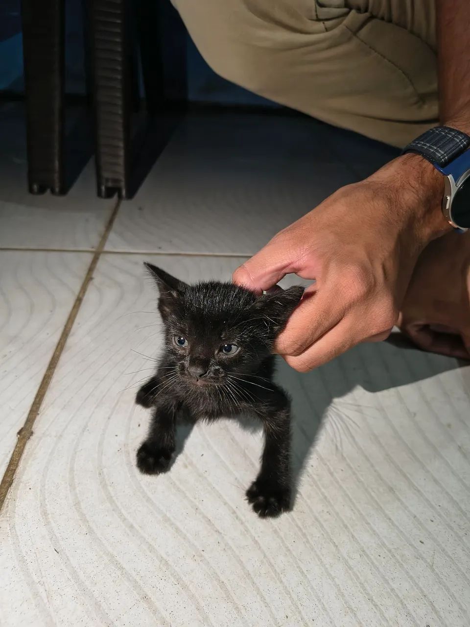 Gatinhos Pretos para Adoção  - Foto 3