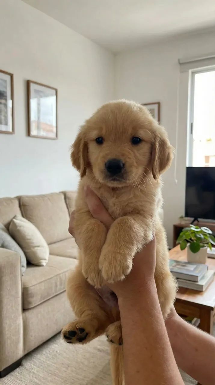 Doação Golden Retriever 2 meses