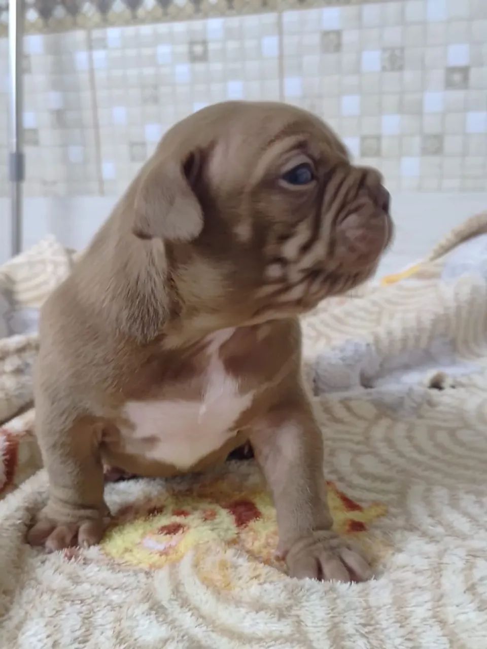 Macho de american bully trichoco - Foto 5