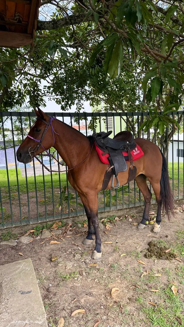 Égua Mangalarga  - Foto 3