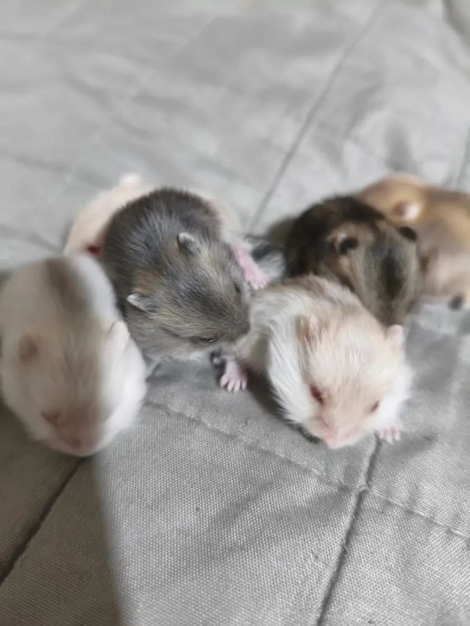 Hamster filhotes64962661011713121