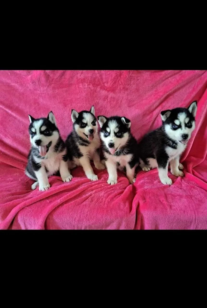 Husky siberiano