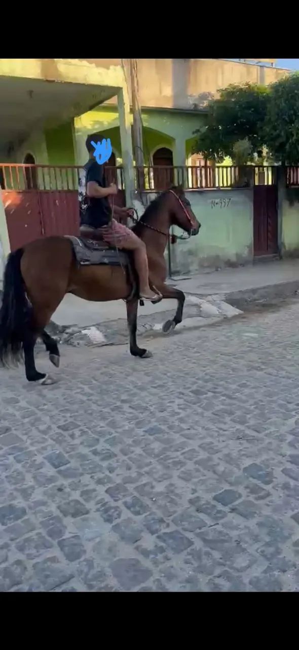 Vendo cavalo 