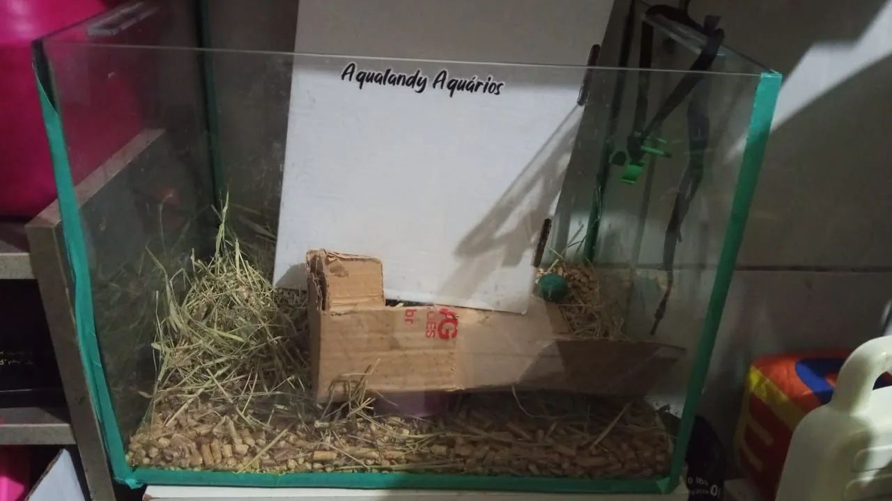 Aquário e acessórios  - Foto 6