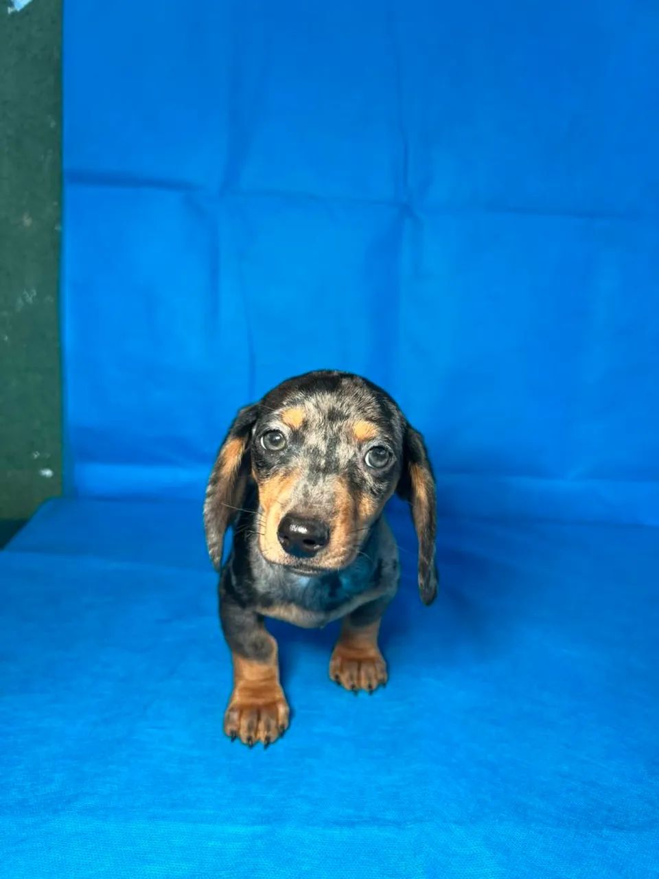 Dachshund - Foto 2