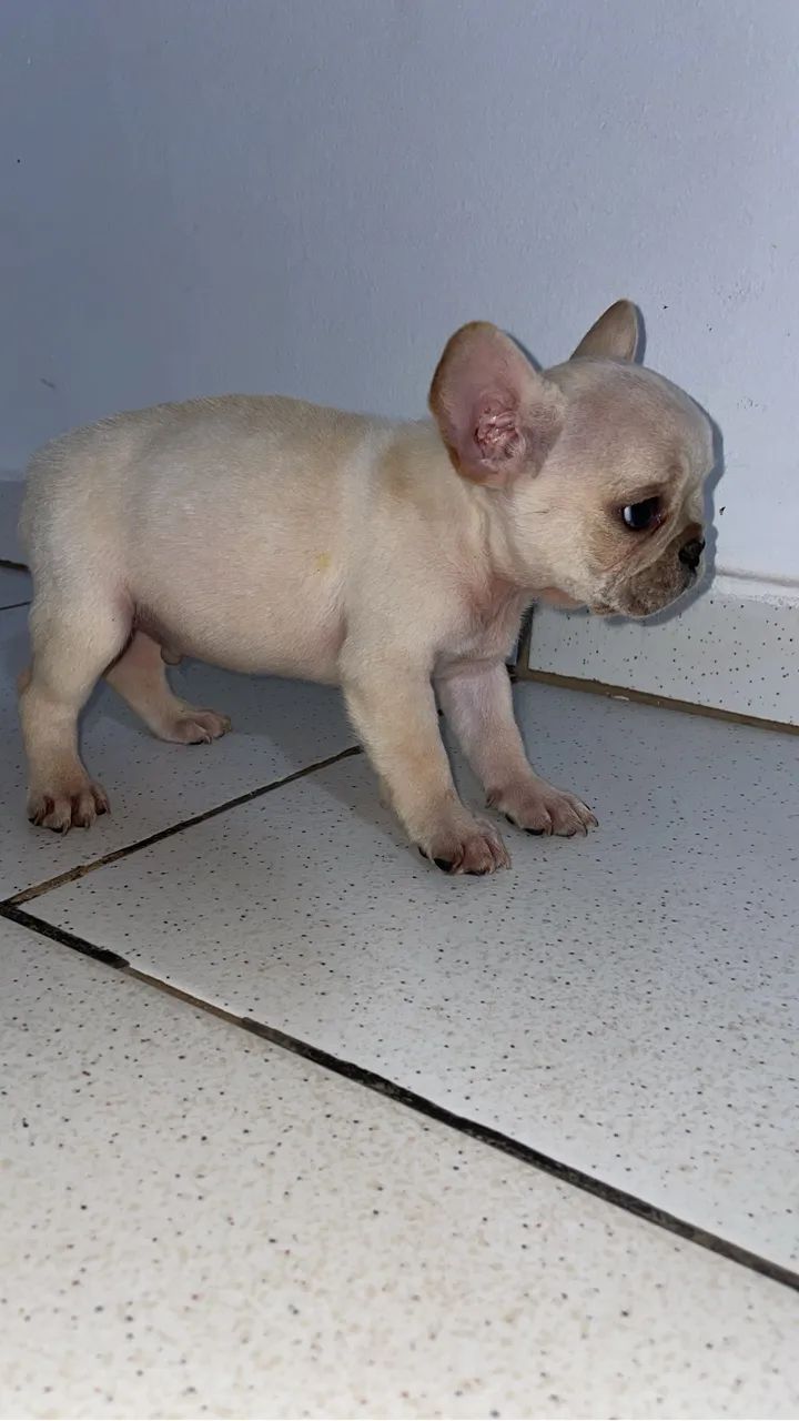 Bulldog francês  - Foto 5