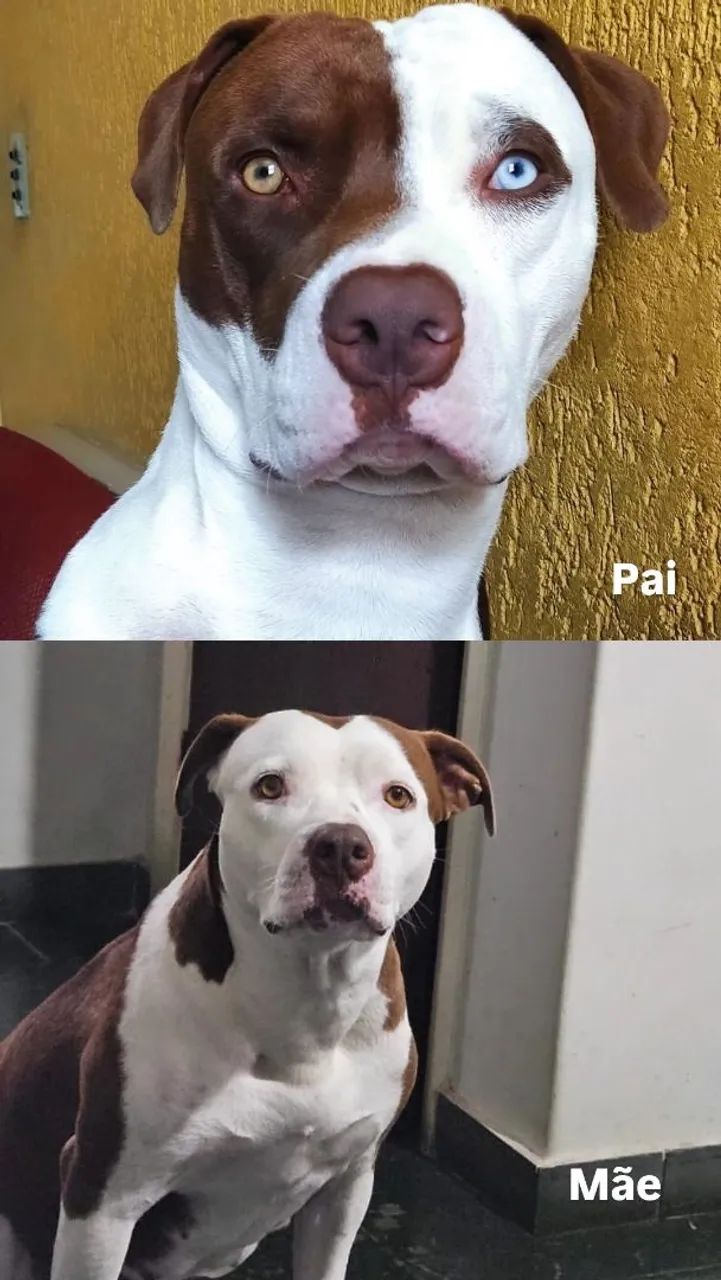 Filhotes de pitbull  - Foto 6