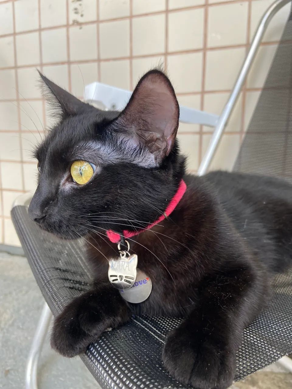 DOAÇÃO RESPONSÁVEL- GATINHA ZARA - Foto 3