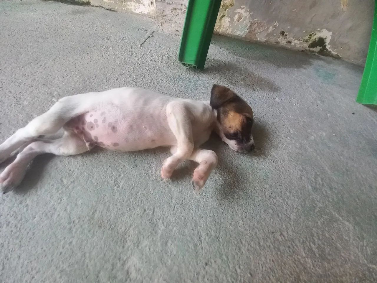 Doa-se filhotes de cão  - Foto 3