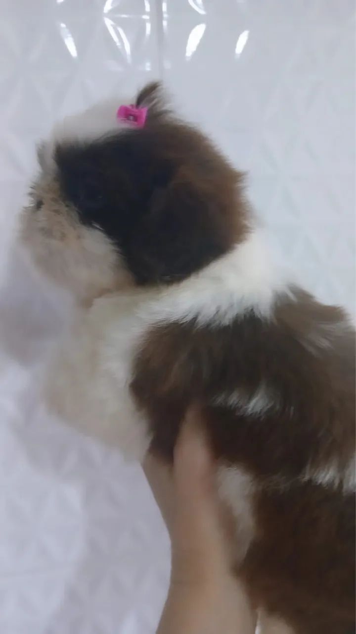 Shih tzu fêmea  - Foto 2