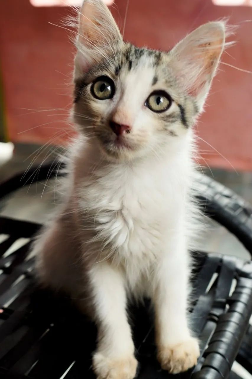 Gatos para adoção  - Foto 3