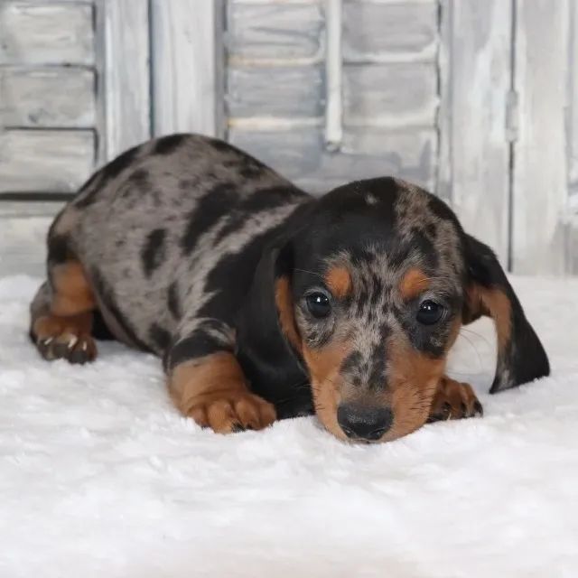 Basset teckel pelo curto 