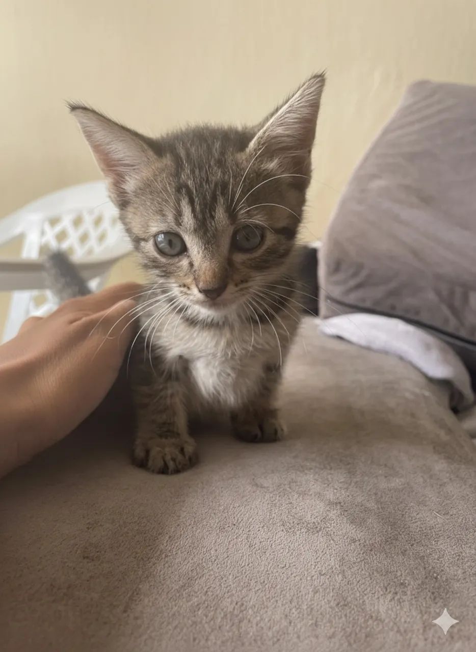 Gatinhos para doação 1mes