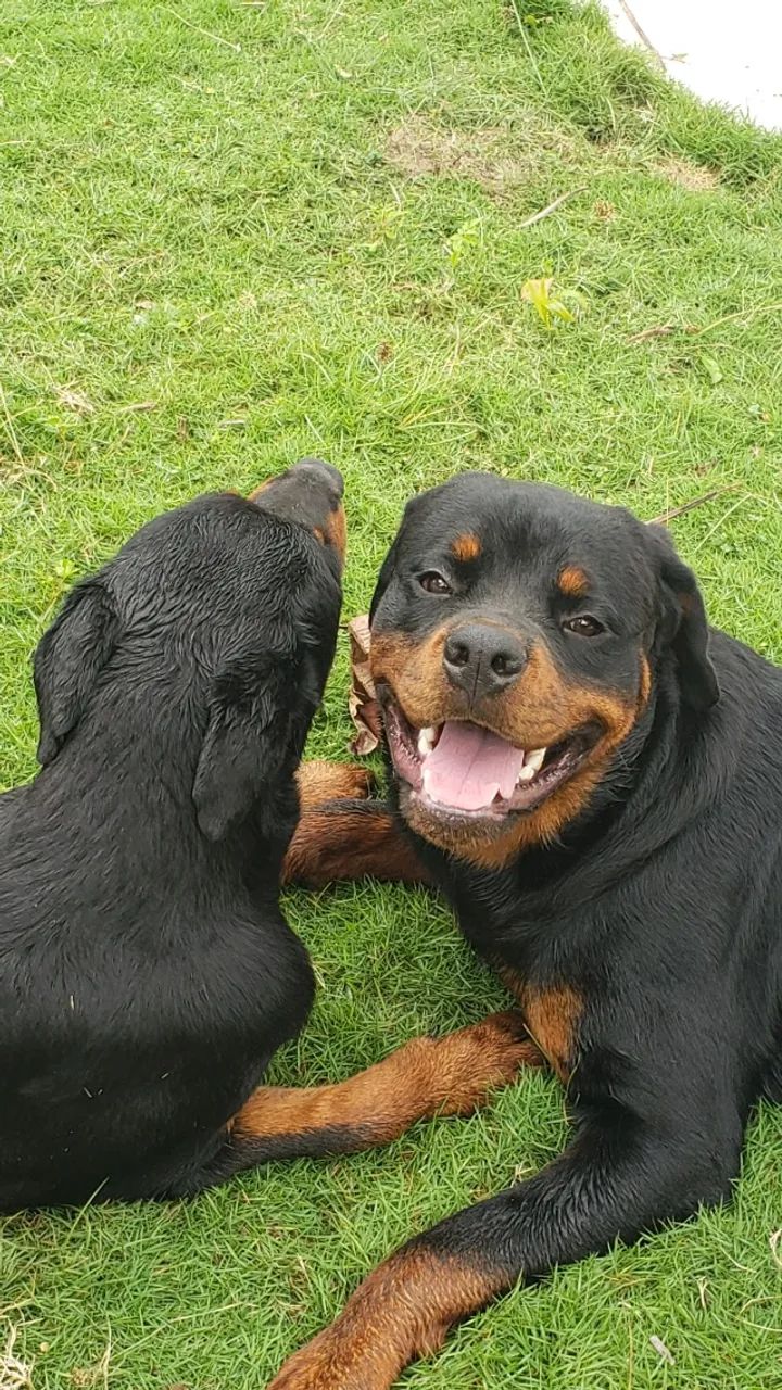 ROTTWEILER - Foto 4